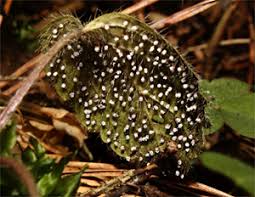 Attēlu rezultāti vaicājumam “Craterium leucocephalum var. scyphoides”