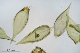 Attēlu rezultāti vaicājumam “Platygyrium repens”