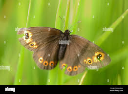 Attēlu rezultāti vaicājumam “Erebia ligea underside”