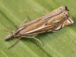 Attēlu rezultāti vaicājumam “Crambus heringiellus”