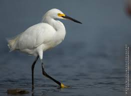Image result for Egretta thula