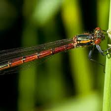 Attēlu rezultāti vaicājumam “Pyrrhosoma nymphula”