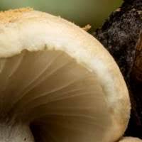 Attēlu rezultāti vaicājumam “Asterophora lycoperdoides”