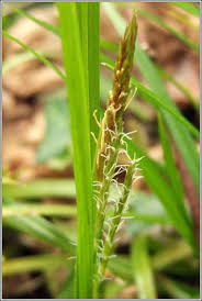 Attēlu rezultāti vaicājumam “Carex sylvatica fruit”