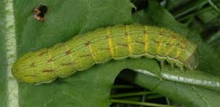 Attēlu rezultāti vaicājumam “Lacanobia contigua”