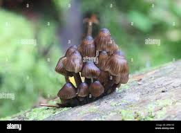 Attēlu rezultāti vaicājumam “Mycena stipata”