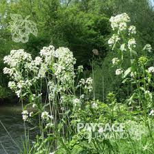 Attēlu rezultāti vaicājumam “Armoracia rusticana flower”