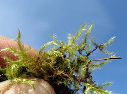 Attēlu rezultāti vaicājumam “Campylium protensum sporophyte”