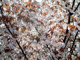 Attēlu rezultāti vaicājumam “Cerasus leaf”