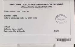 Attēlu rezultāti vaicājumam “Sciuro-hypnum curtum sporophyte”