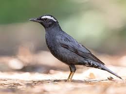 Image result for Zoothera sibirica