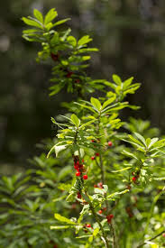 Attēlu rezultāti vaicājumam “Daphne mezereum leaf”