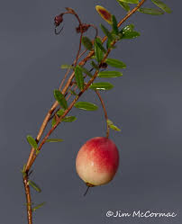 Attēlu rezultāti vaicājumam “Oxycoccus leaf”