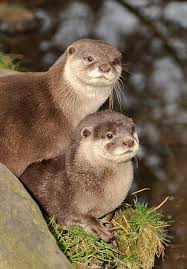 Image result for Worthing Otters