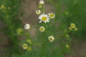 Attēlu rezultāti vaicājumam “Tripleurospermum inodorum flower”