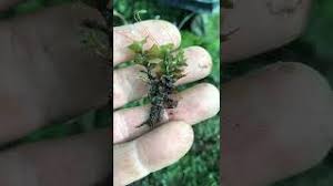 Attēlu rezultāti vaicājumam “Rhizomnium punctatum sporophyte”