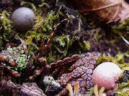 Attēlu rezultāti vaicājumam “Lycogala roseosporum spores”