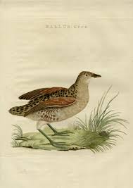 Attēlu rezultāti vaicājumam “Crex crex adult”