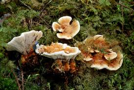 Attēlu rezultāti vaicājumam “Hydnellum aurantiacum”