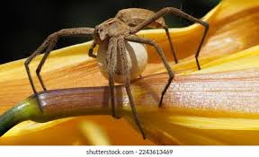 Attēlu rezultāti vaicājumam “Pisaura mirabilis cocoon”