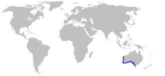 Image result for Furgaleus macki