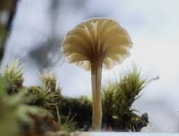 Attēlu rezultāti vaicājumam “Lichenomphalia umbellifera”