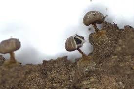 Attēlu rezultāti vaicājumam “Diderma radiatum young”