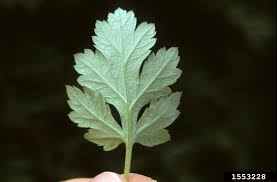 Attēlu rezultāti vaicājumam “Artemisia vulgaris leaf”