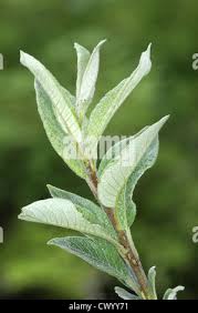Attēlu rezultāti vaicājumam “Salix lapponum leaf”