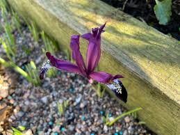 Attēlu rezultāti vaicājumam “Iris reticulata flower”