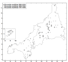 Attēlu rezultāti vaicājumam “Riccardia multifida”