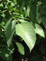 Attēlu rezultāti vaicājumam “Juglans regia leaf”