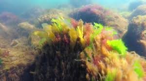 Attēlu rezultāti vaicājumam “Ceramium sp.”