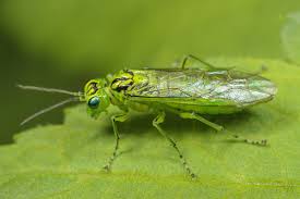 Attēlu rezultāti vaicājumam “Rhogogaster picta”