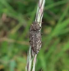 Attēlu rezultāti vaicājumam “Agrypnus murinus”