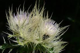 Attēlu rezultāti vaicājumam “Cirsium x rigens”