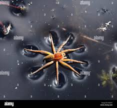 Attēlu rezultāti vaicājumam “Dolomedes fimbriatus”