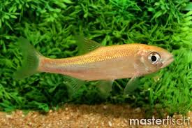 Attēlu rezultāti vaicājumam “Leuciscus idus”