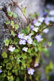 Attēlu rezultāti vaicājumam “Cymbalaria muralis flower”
