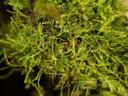 Attēlu rezultāti vaicājumam “Platydictya jungermannioides macro”