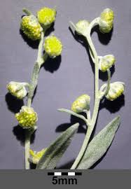 Attēlu rezultāti vaicājumam “Artemisia absinthium flower”