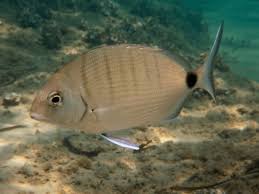 Image result for Diplodus sargus