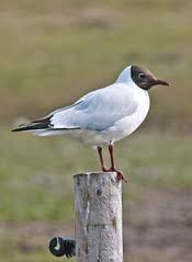 Attēlu rezultāti vaicājumam “Larus ridibundus adult”