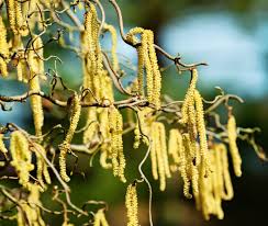 Attēlu rezultāti vaicājumam “Corylus avellana”