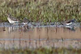 Attēlu rezultāti vaicājumam “Philomachus pugnax adult”