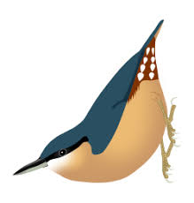 Image result for Sitta europaea