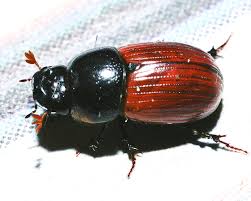 Attēlu rezultāti vaicājumam “Aphodius sp.”