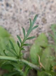 Attēlu rezultāti vaicājumam “Lepidium densiflorum leaf”