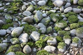 Attēlu rezultāti vaicājumam “Scapania undulata”