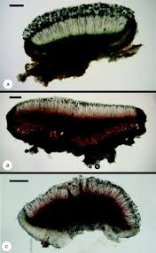Attēlu rezultāti vaicājumam “Megalaria grossa”